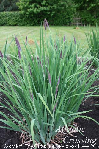 Atlantic Crossing - buds